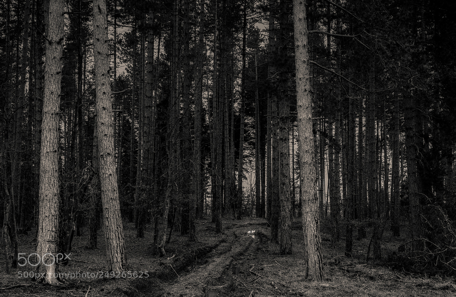 Nikon D610 sample photo. The pillars photography