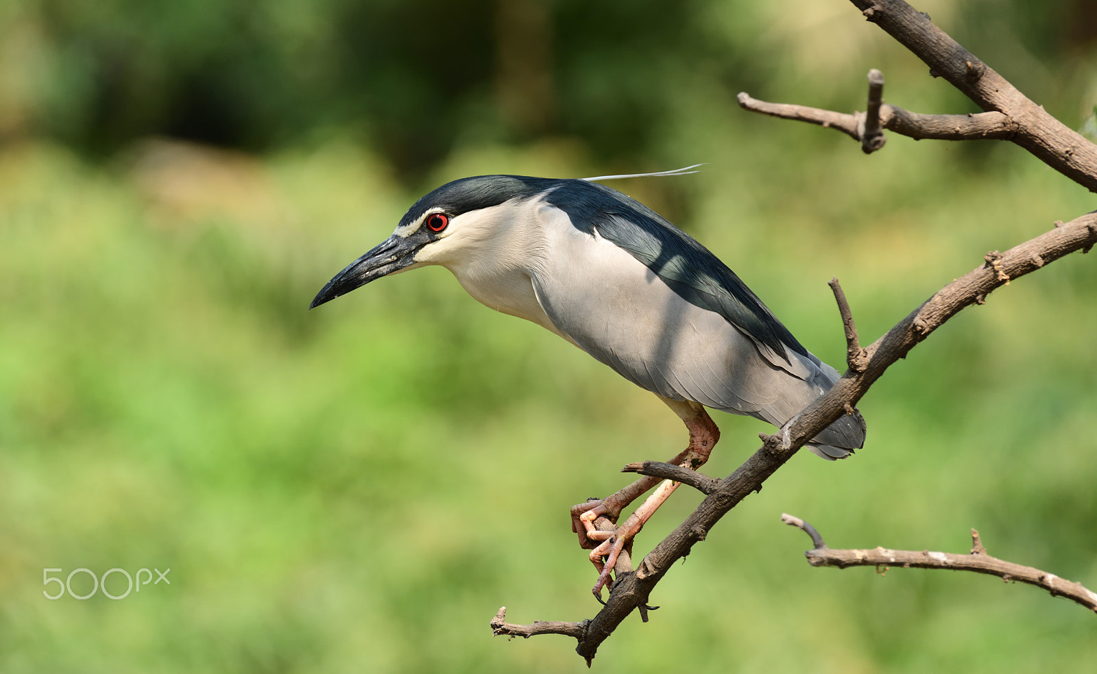 Nikon AF-S Nikkor 200-500mm F5.6E ED VR sample photo. Black crowned night heron photography