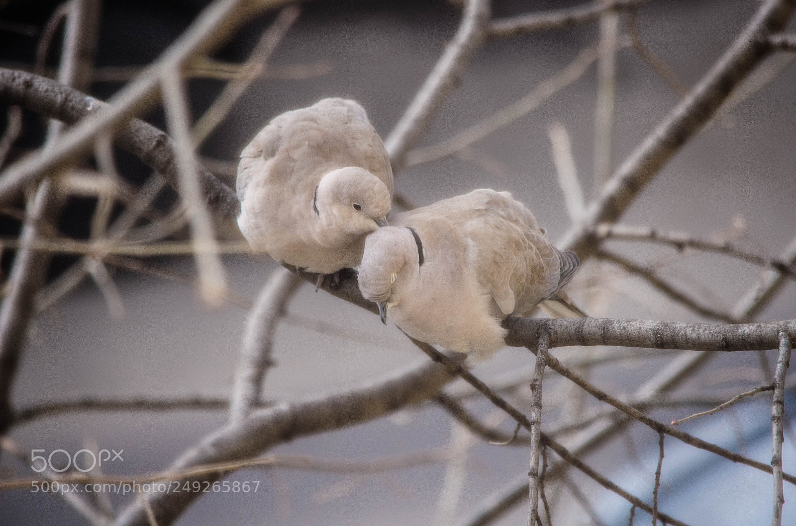 Nikon D5100 sample photo. Tender love photography
