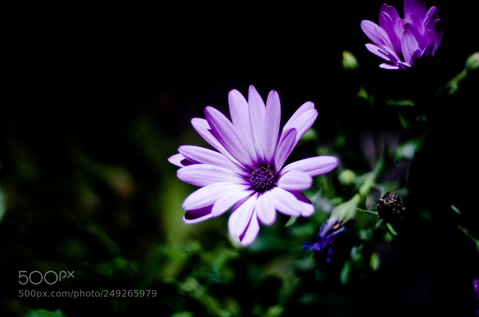 Nikon D7000 sample photo. Flor photography