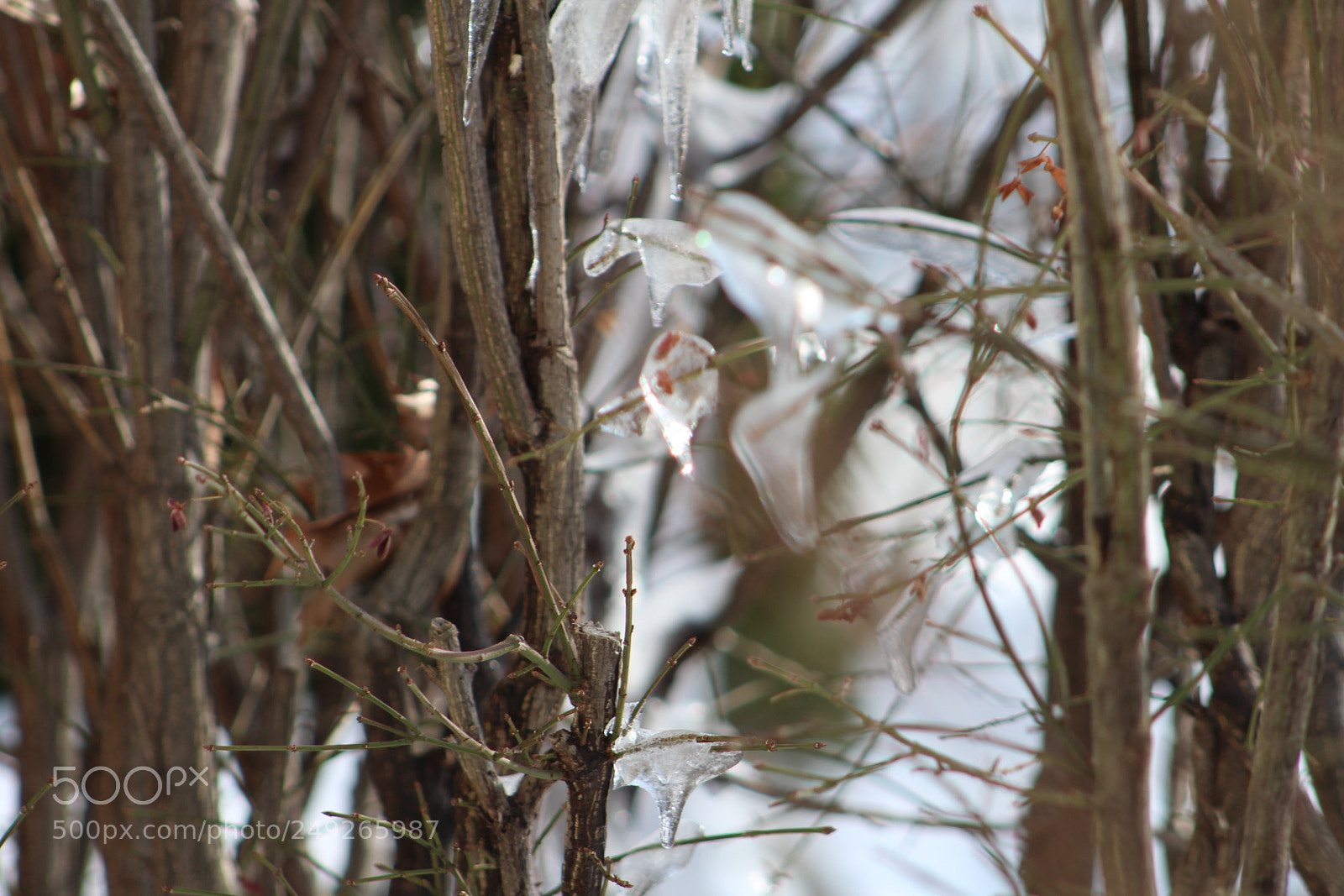 Canon EF 75-300mm f/4-5.6 sample photo. Untitled photography