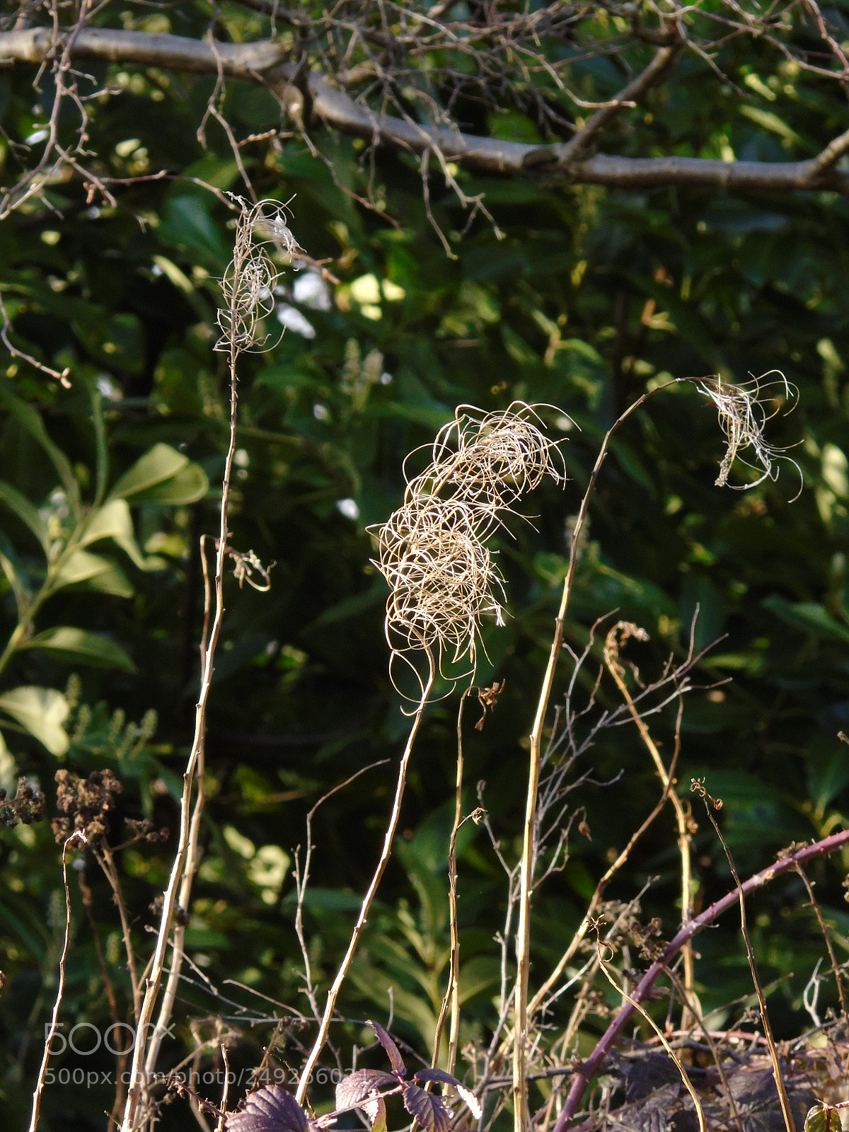Sony Cyber-shot DSC-H400 sample photo. Winter seed heads against photography