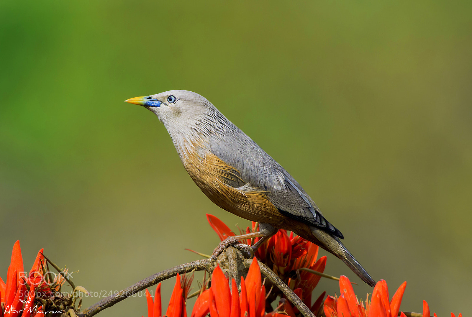 Nikon D7100 sample photo. :: chestnut-tailed starling / কাঠ শালিক :: photography