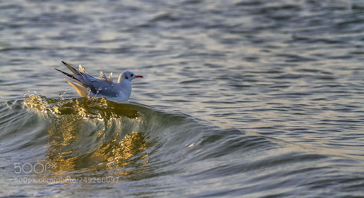 Canon EOS 7D sample photo. Goldener reiter photography