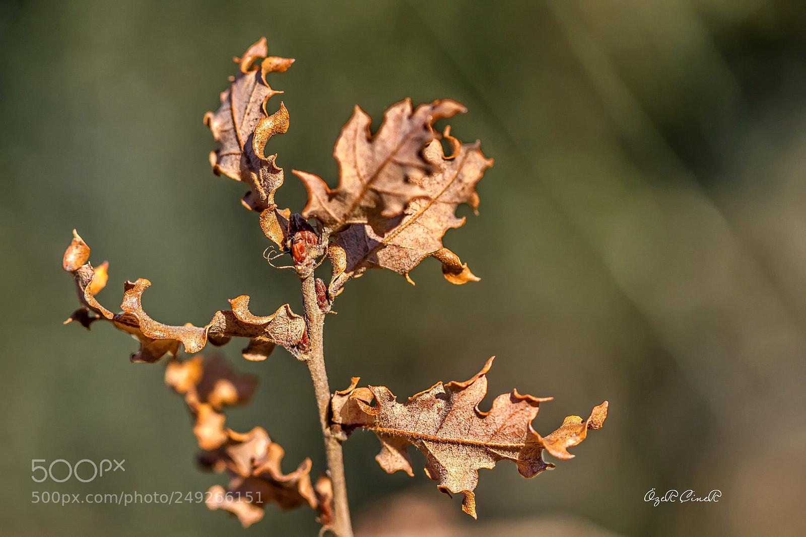 Canon EOS 7D sample photo. Longing for spring photography