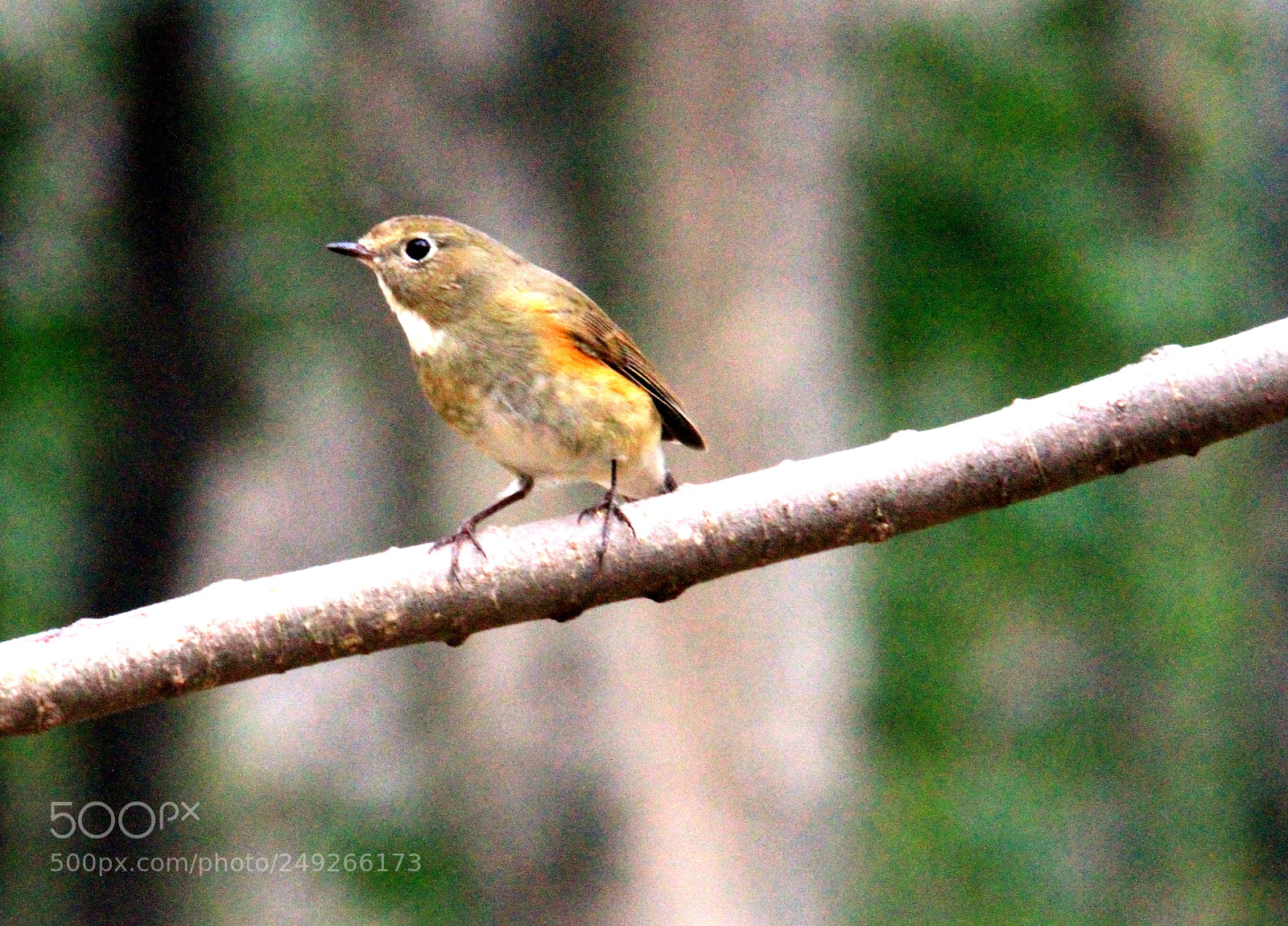 Canon EOS 7D sample photo. Silver-eared mesis photography
