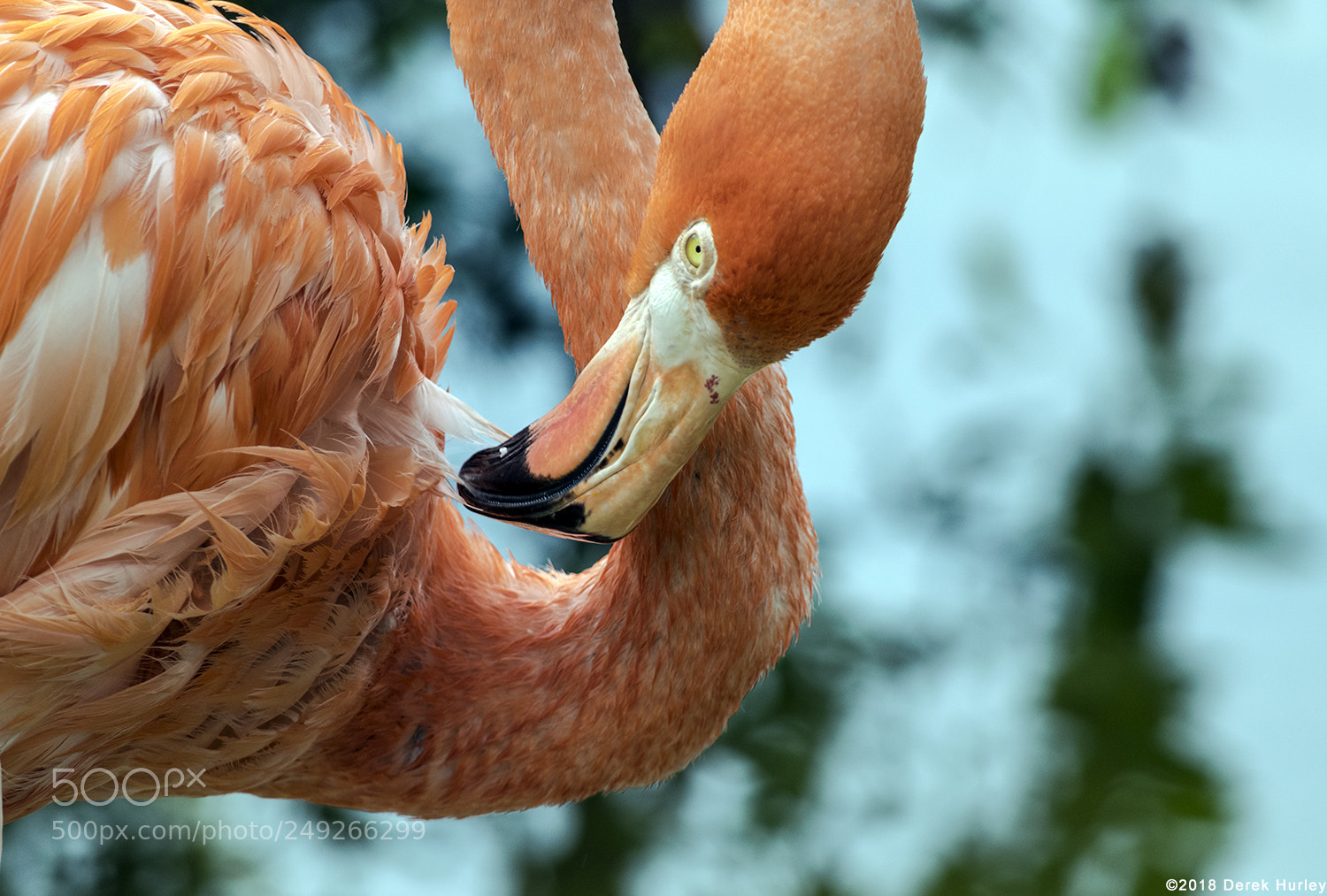 Nikon D5300 sample photo. Grooming flamingo photography