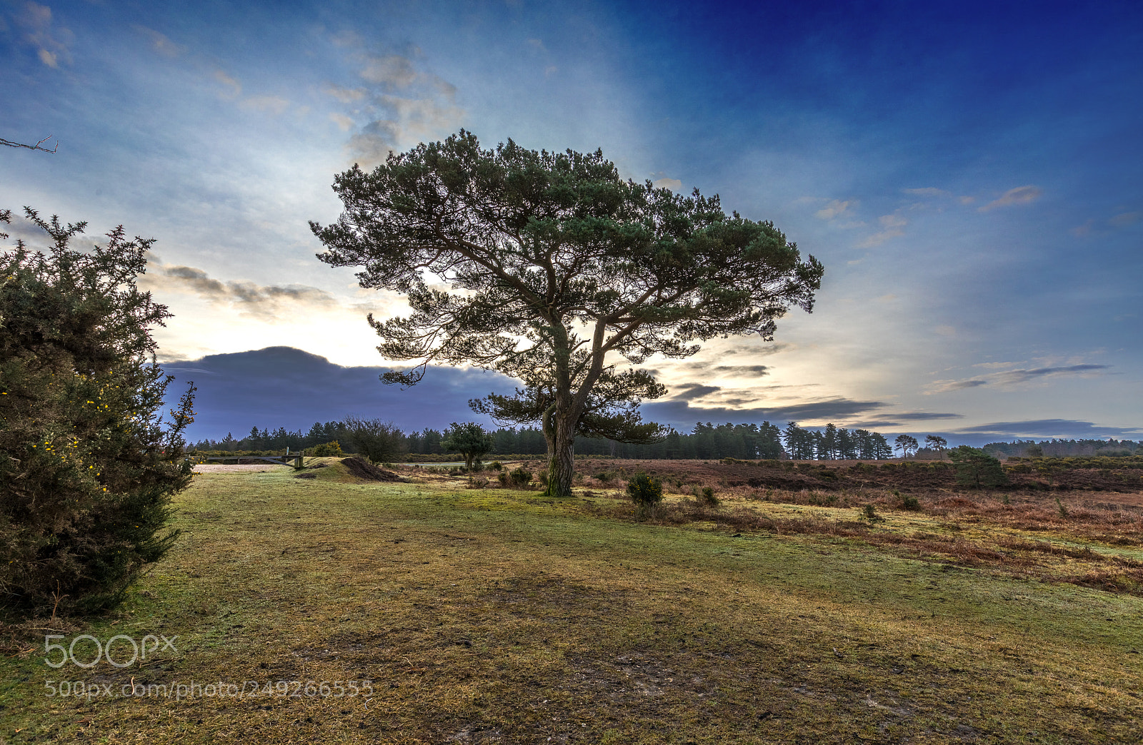 Canon EOS 5D Mark IV sample photo. Bratley view pine photography