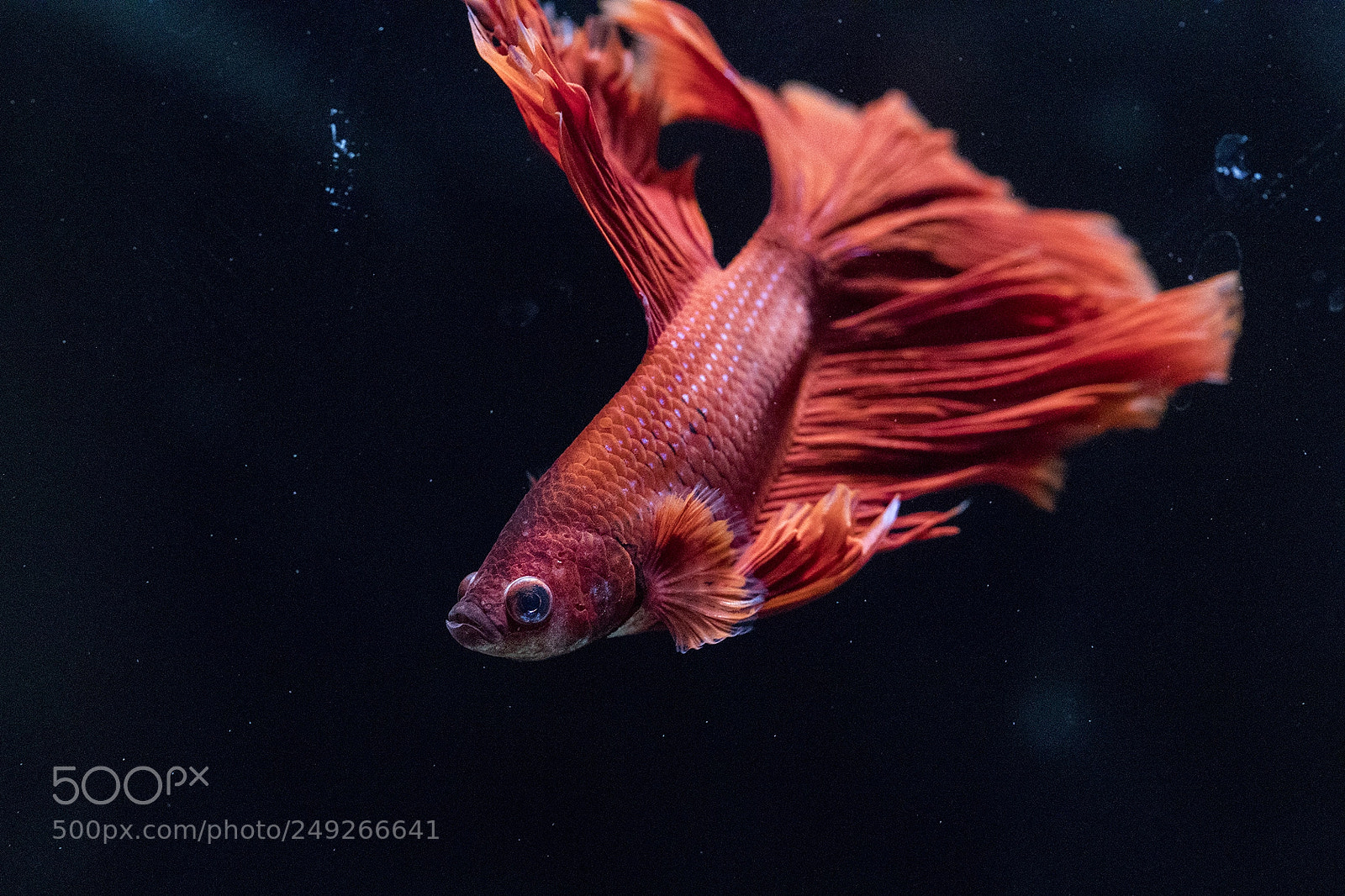 Canon EOS 5D Mark IV sample photo. Untitled photography