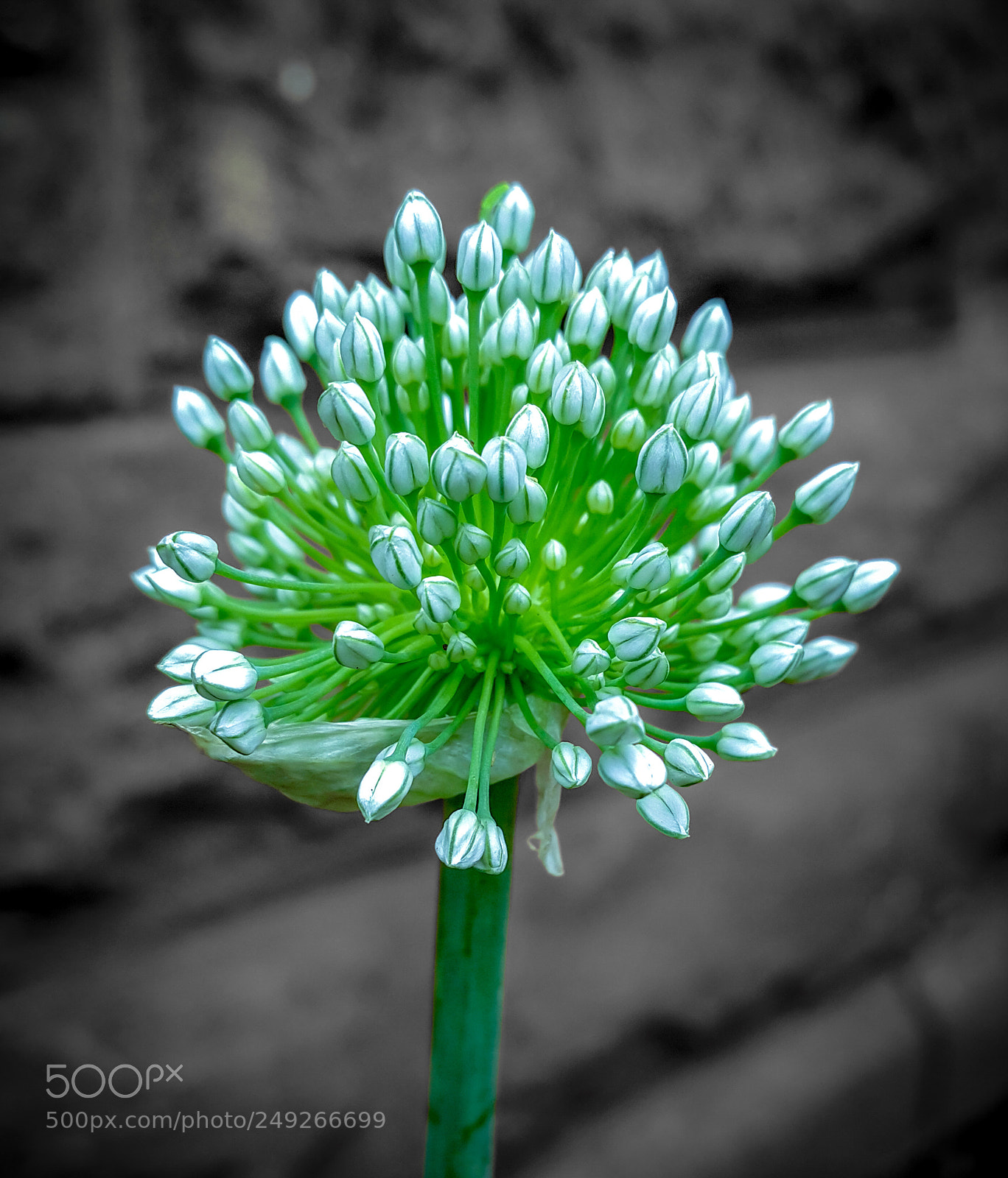 Samsung Galaxy Note4 sample photo. Onion flower photography