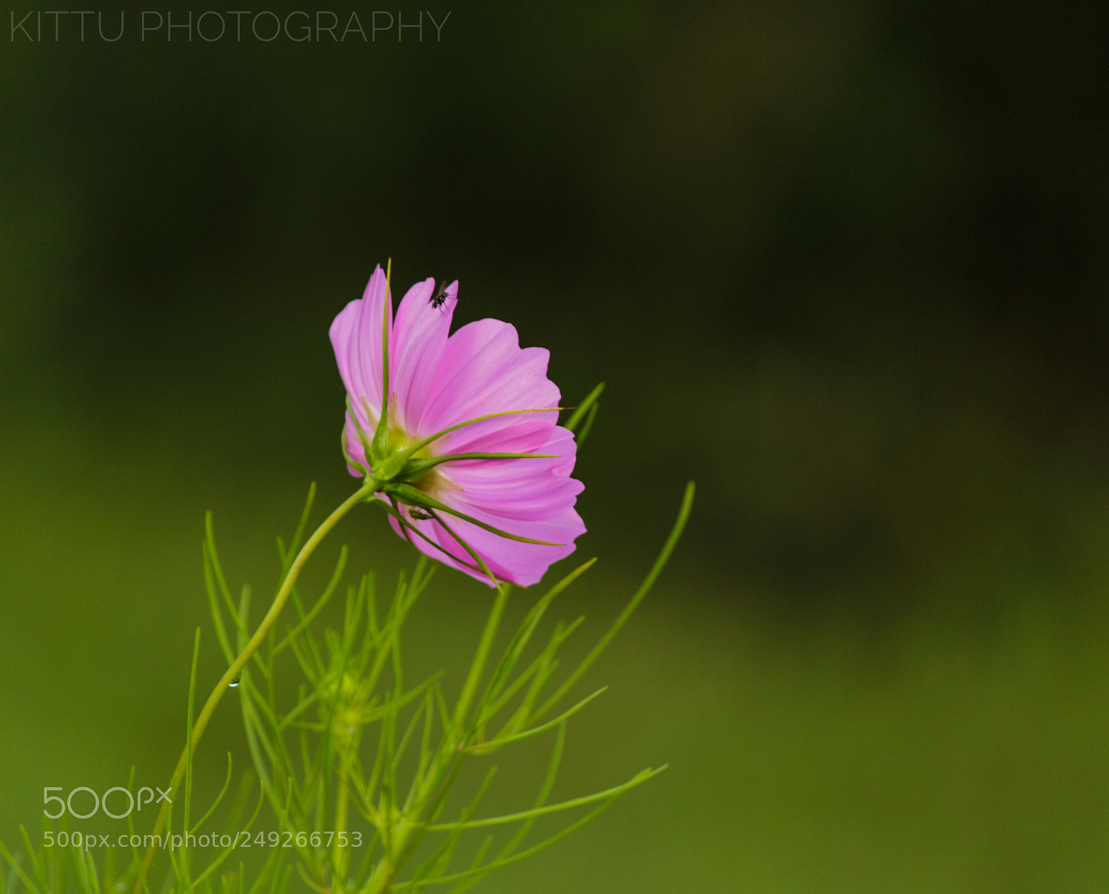 Canon EOS 700D (EOS Rebel T5i / EOS Kiss X7i) sample photo. Untitled photography