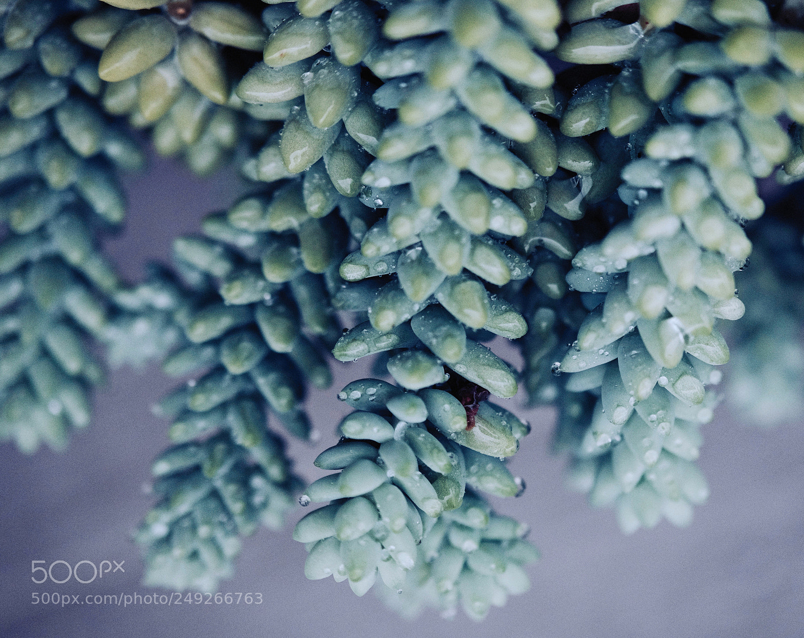 Fujifilm X-T10 sample photo. Donkey tail photography
