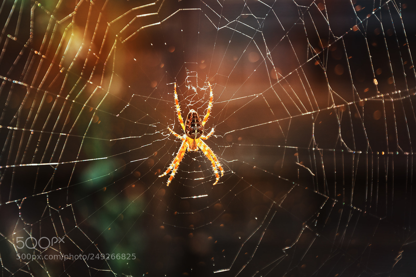 Nikon D7100 sample photo. Beautiful cross spider... photography