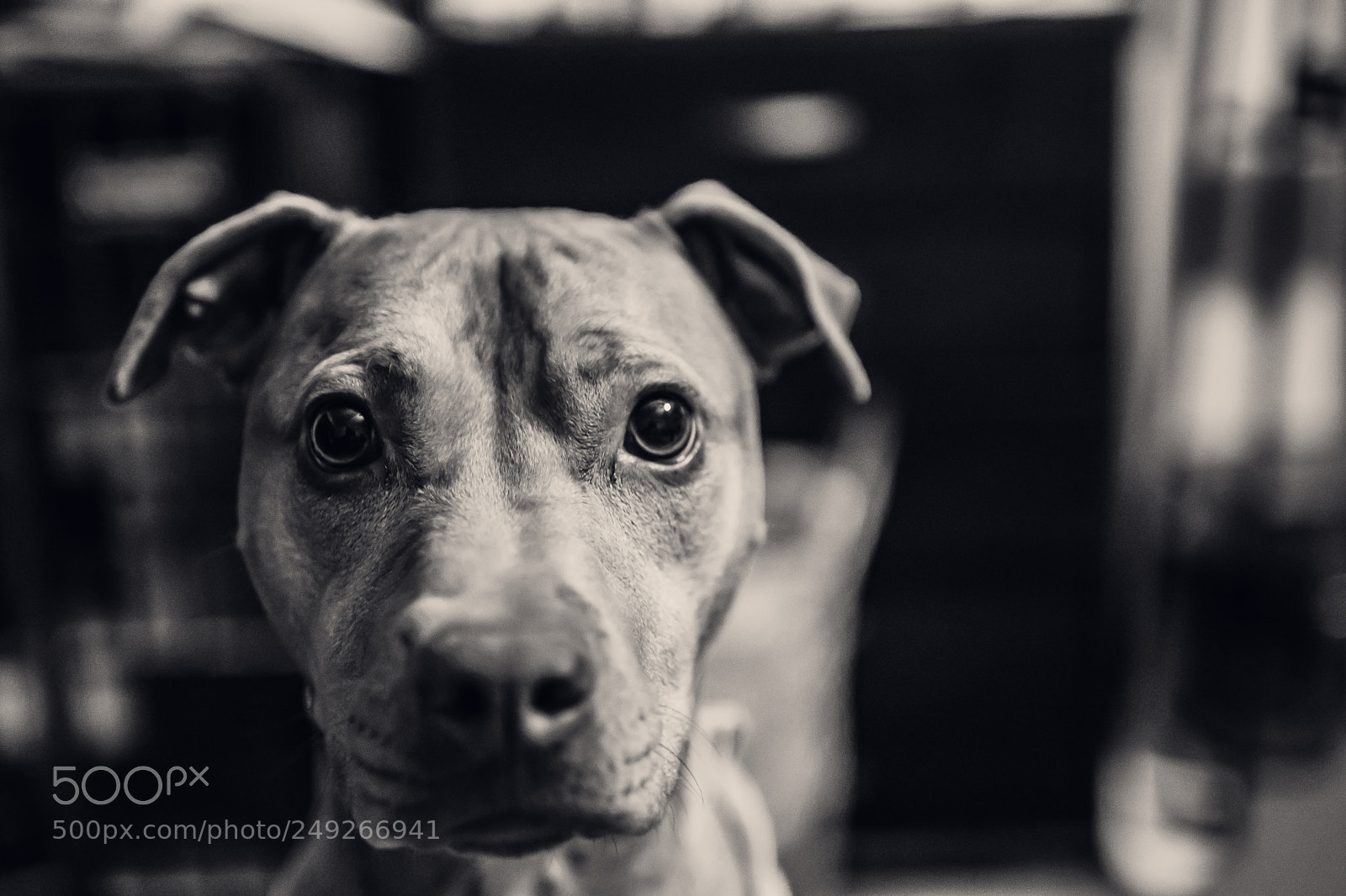 Nikon D7200 sample photo. La luna photography