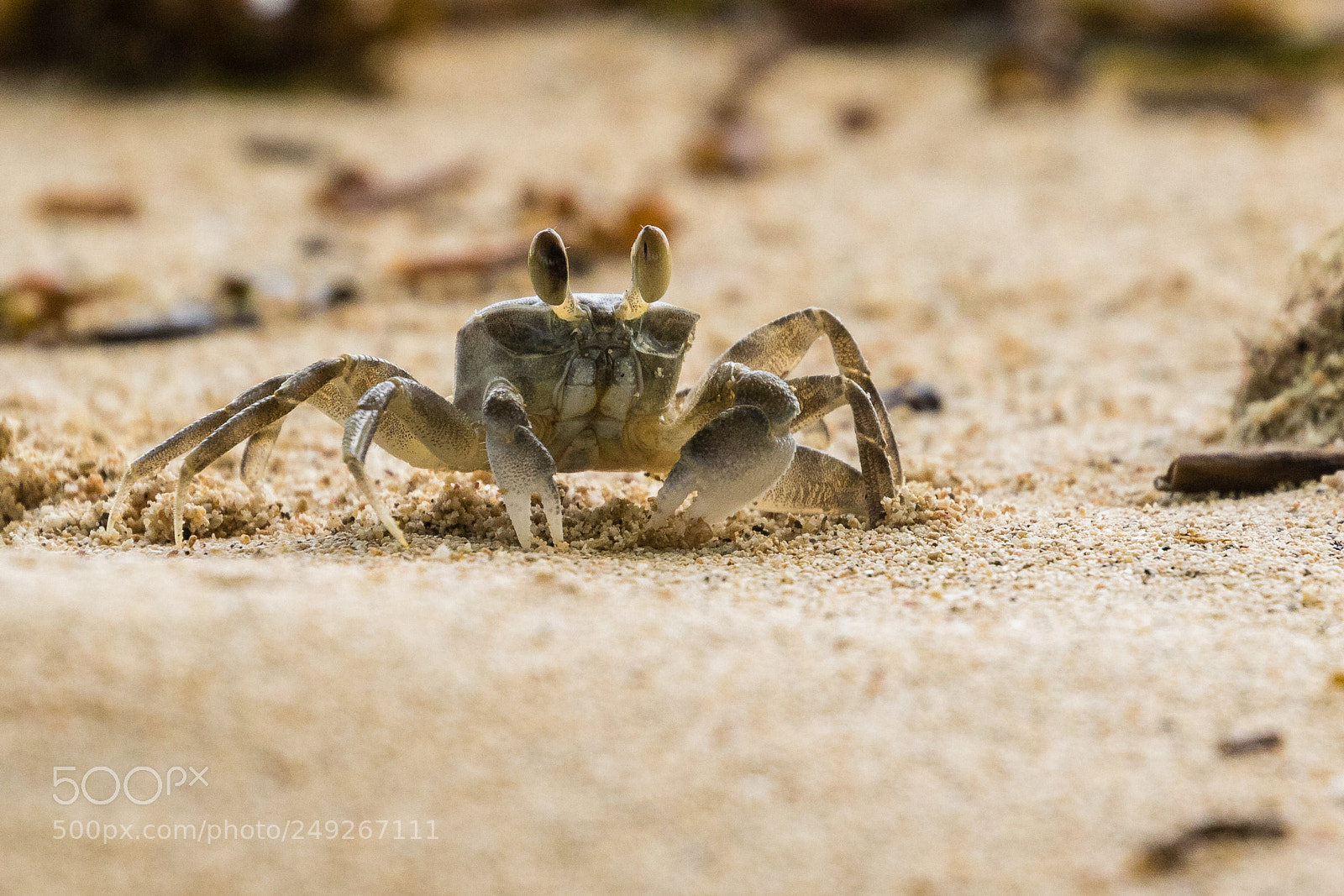Canon EOS 7D Mark II sample photo. Beach crab photography