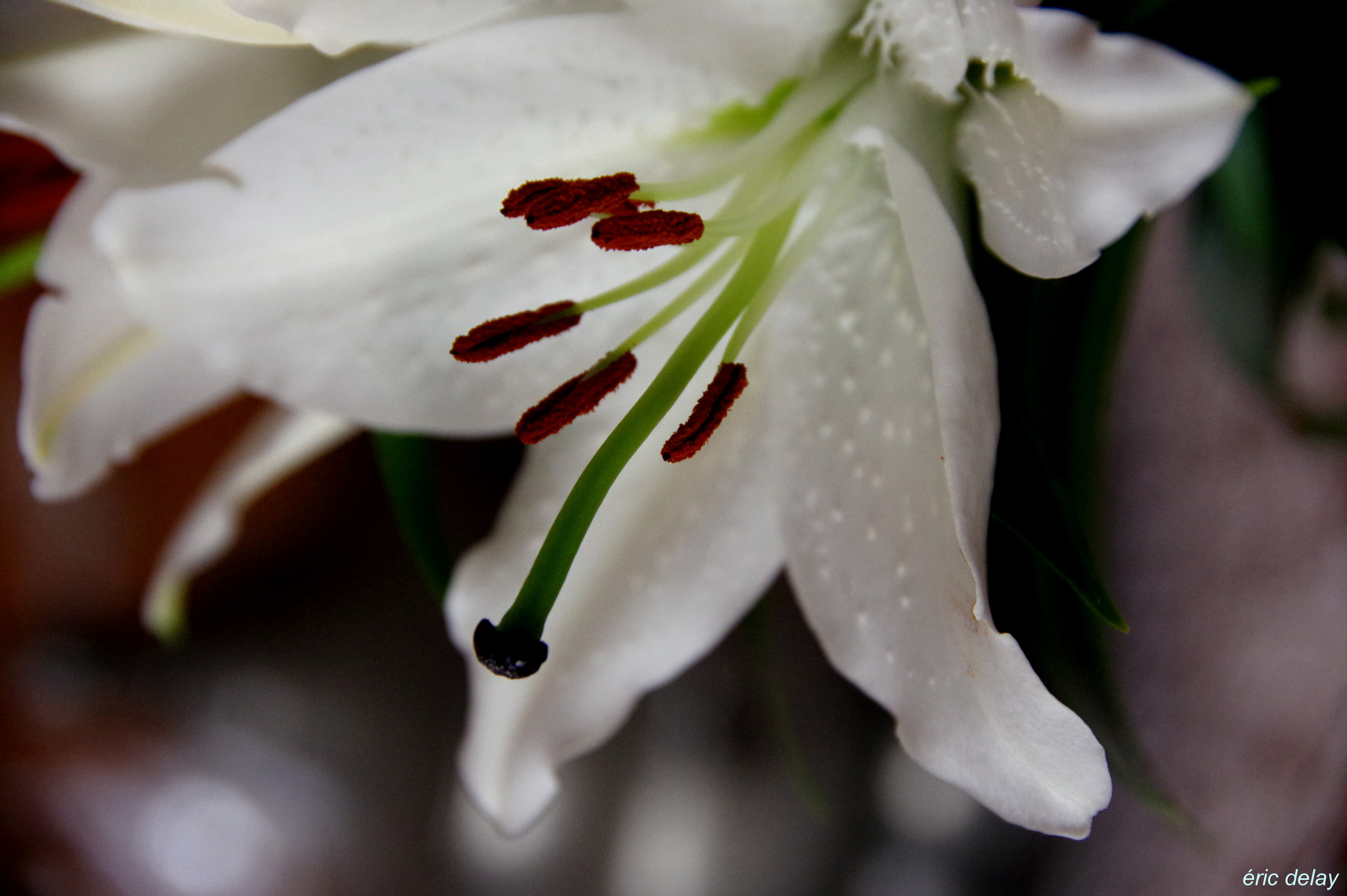 Pentax K-3 sample photo. Lys photography
