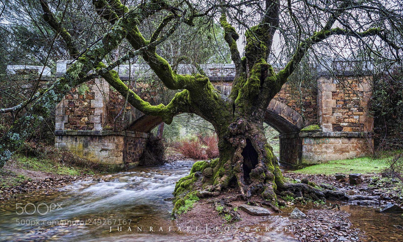 Nikon D3100 sample photo. El viejo cedro. photography