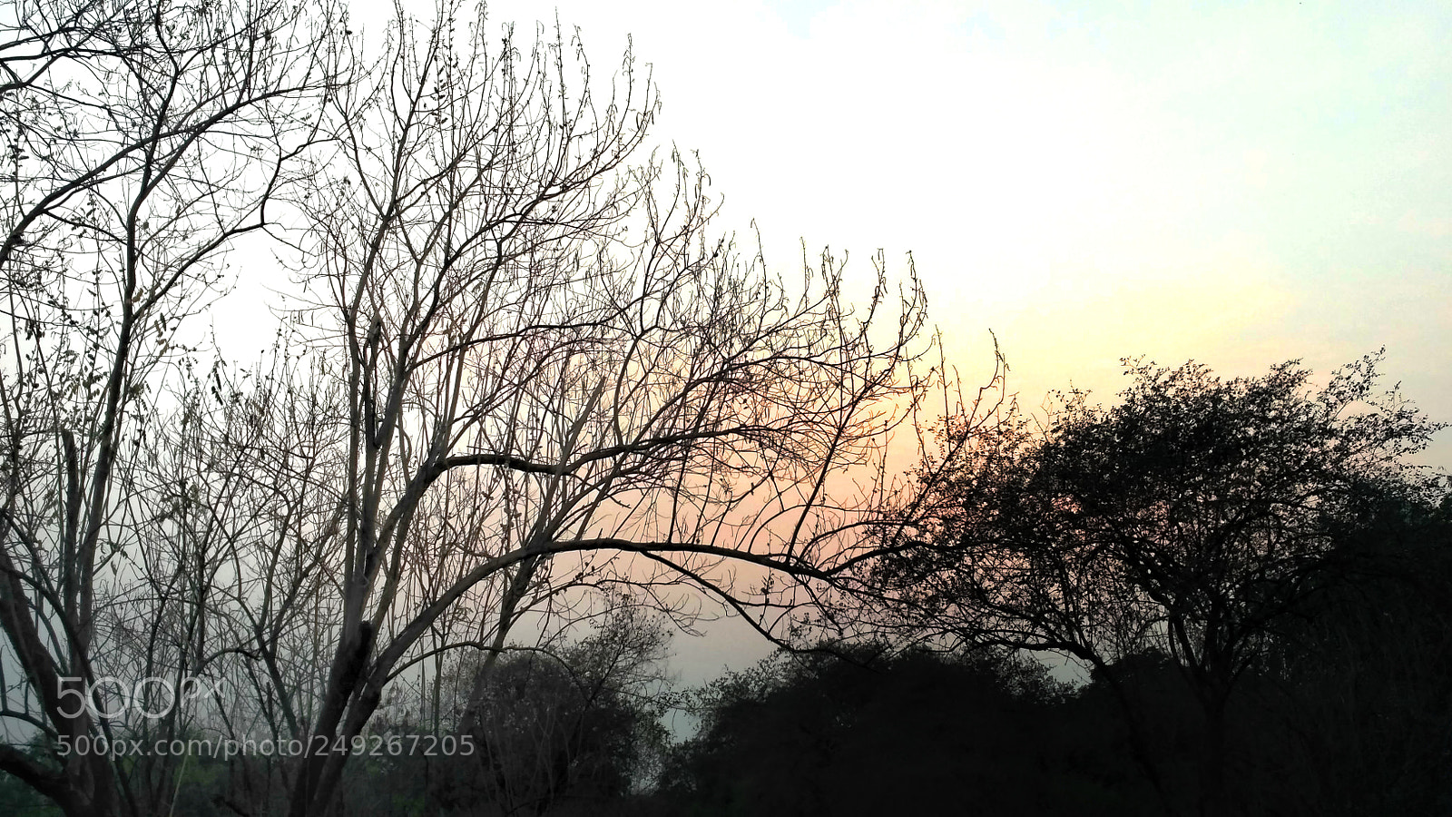 Xiaomi Redmi 3S sample photo. Jungle photography