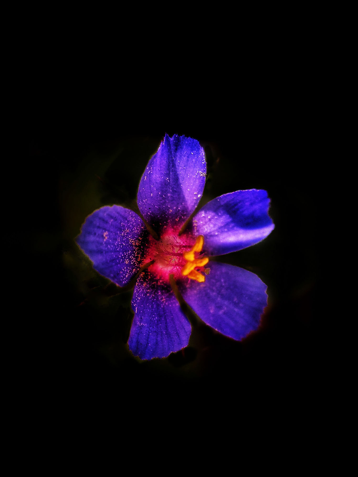ASUS ZenFone 3 Max (ZC520TL) sample photo. Purple flower photography