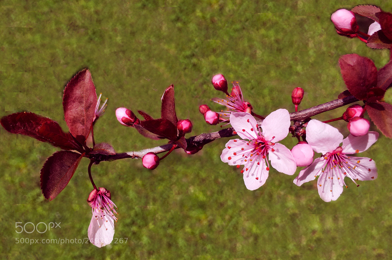 Apple iPhone 6s Plus sample photo. Primavera photography