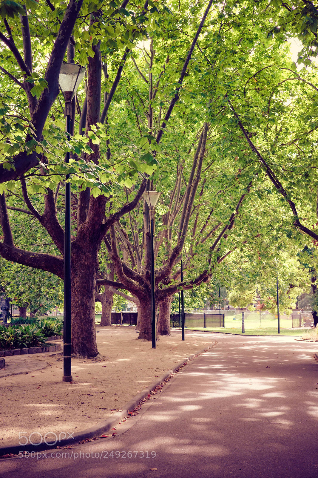 Fujifilm X-T20 sample photo. Melbourne botanic gardens photography