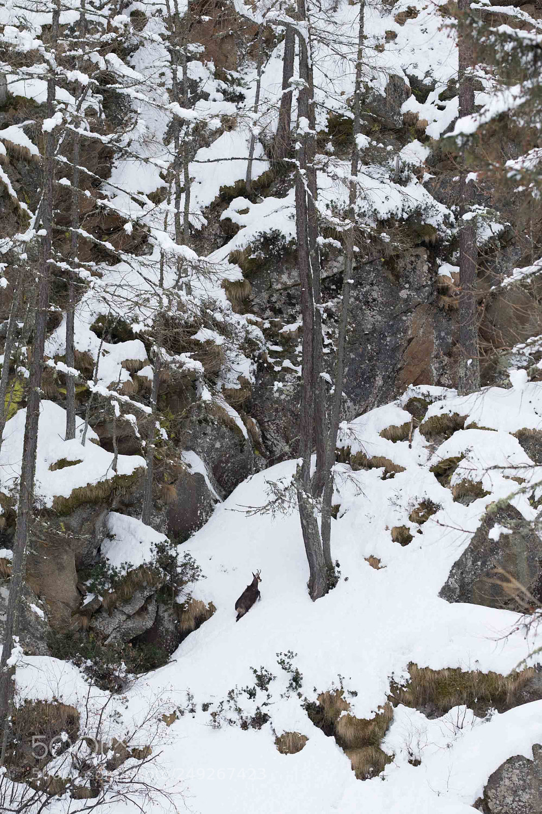 Fujifilm X-T1 sample photo. Alpine chamois photography