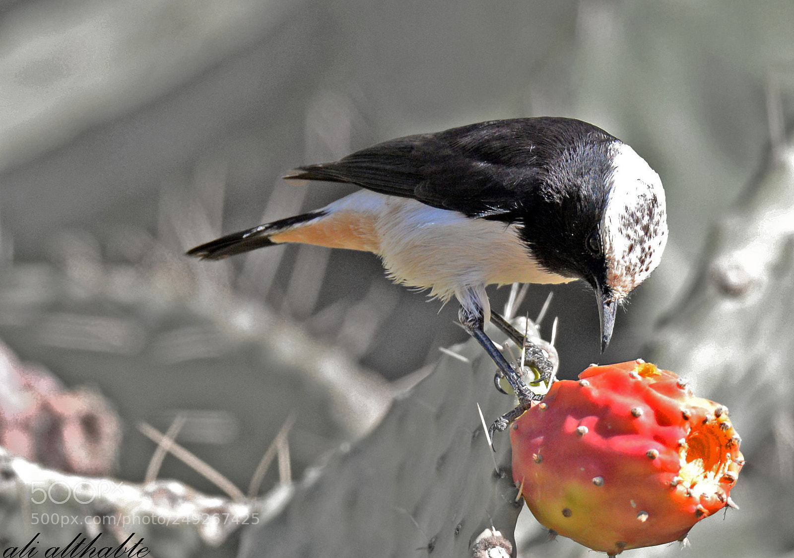 Nikon D610 sample photo. The mourning mheatear bird photography