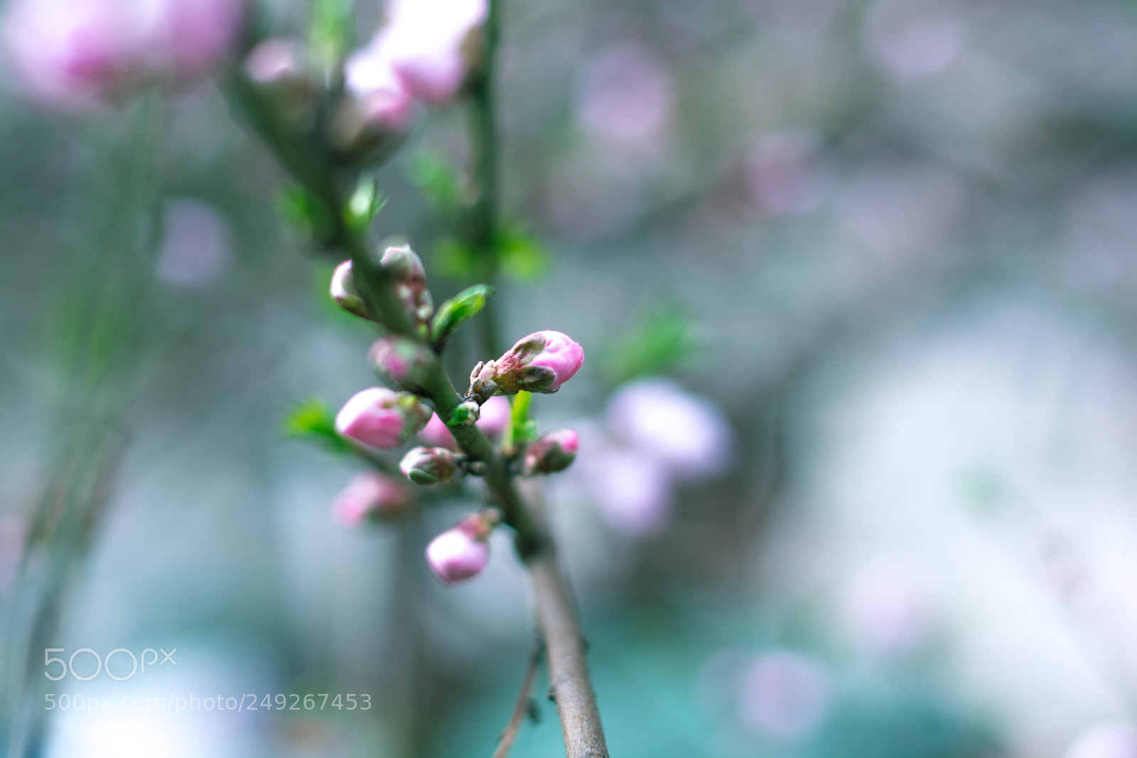 Nikon D5200 sample photo. 桃花 photography