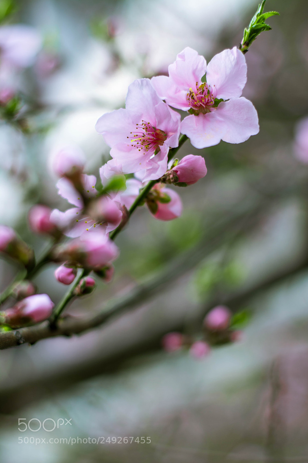 Nikon D5200 sample photo. 桃花2 photography