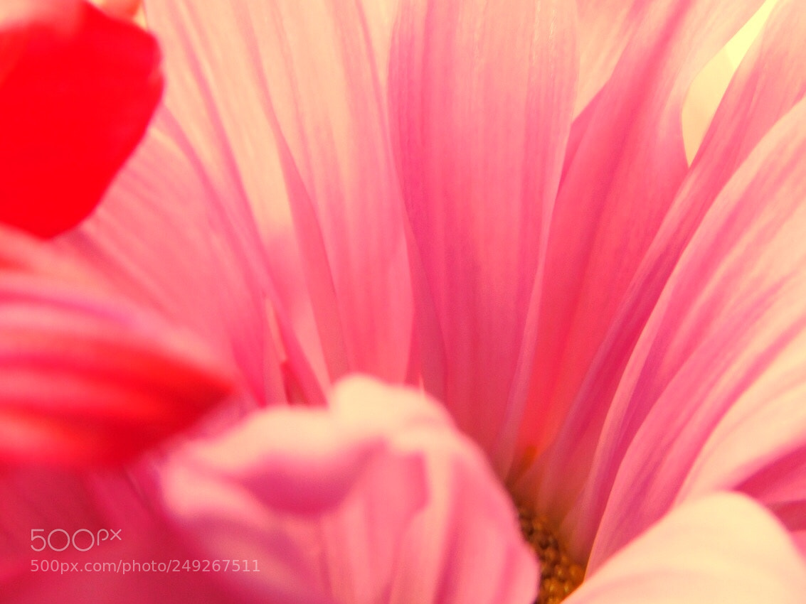 Nikon Coolpix B500 sample photo. Pretty petals photography
