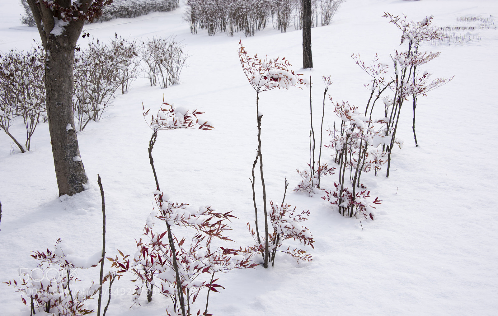 Nikon D810 sample photo. Winter 5 photography