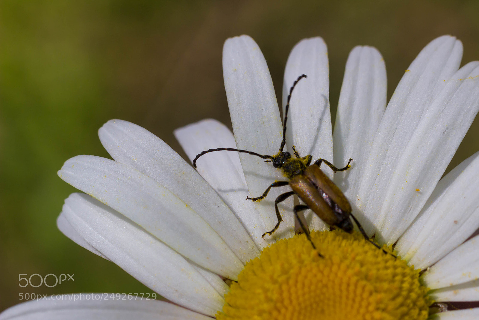 Canon EOS 600D (Rebel EOS T3i / EOS Kiss X5) sample photo. Leptura photography