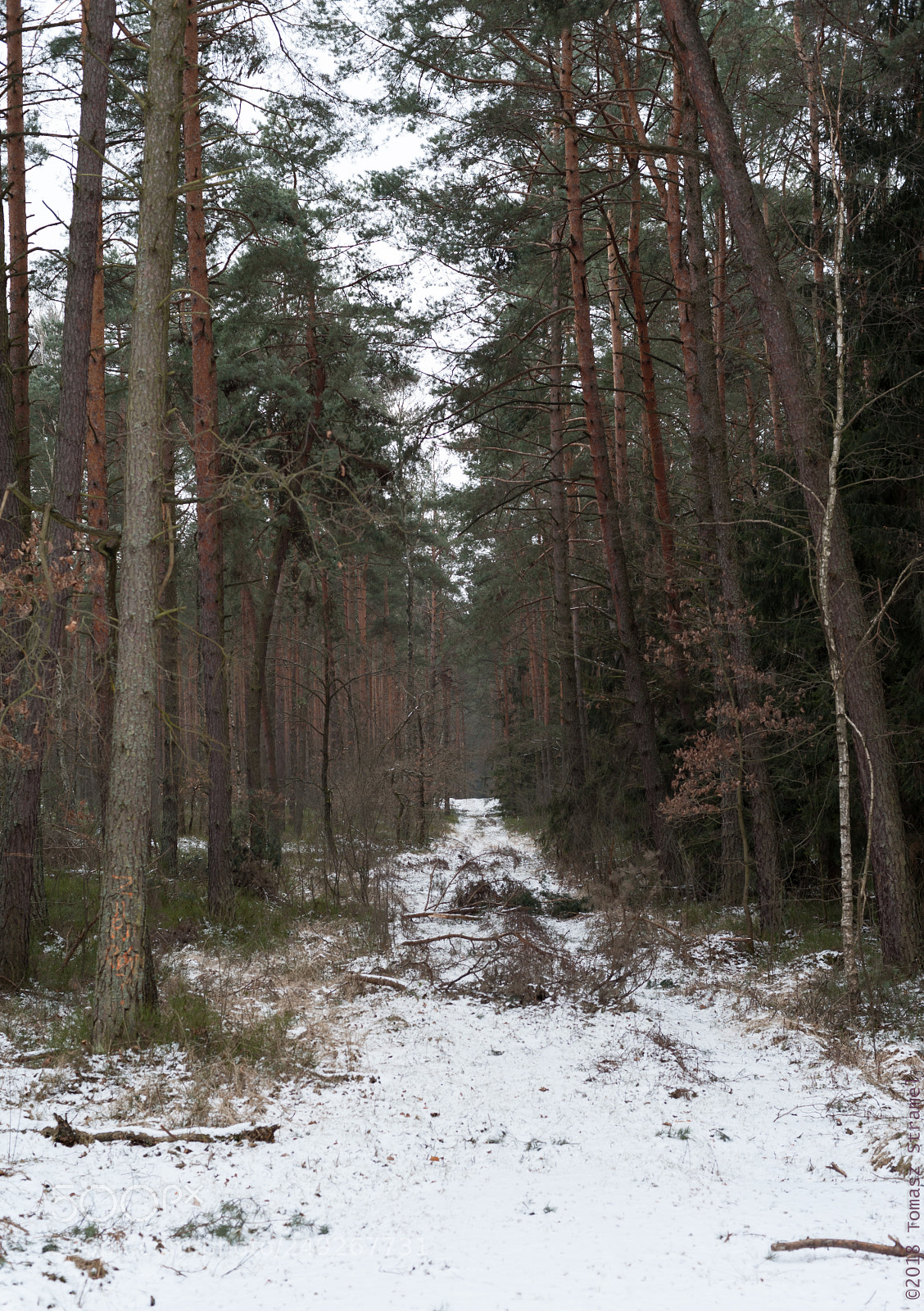 Nikon D700 sample photo. Opportunity photography