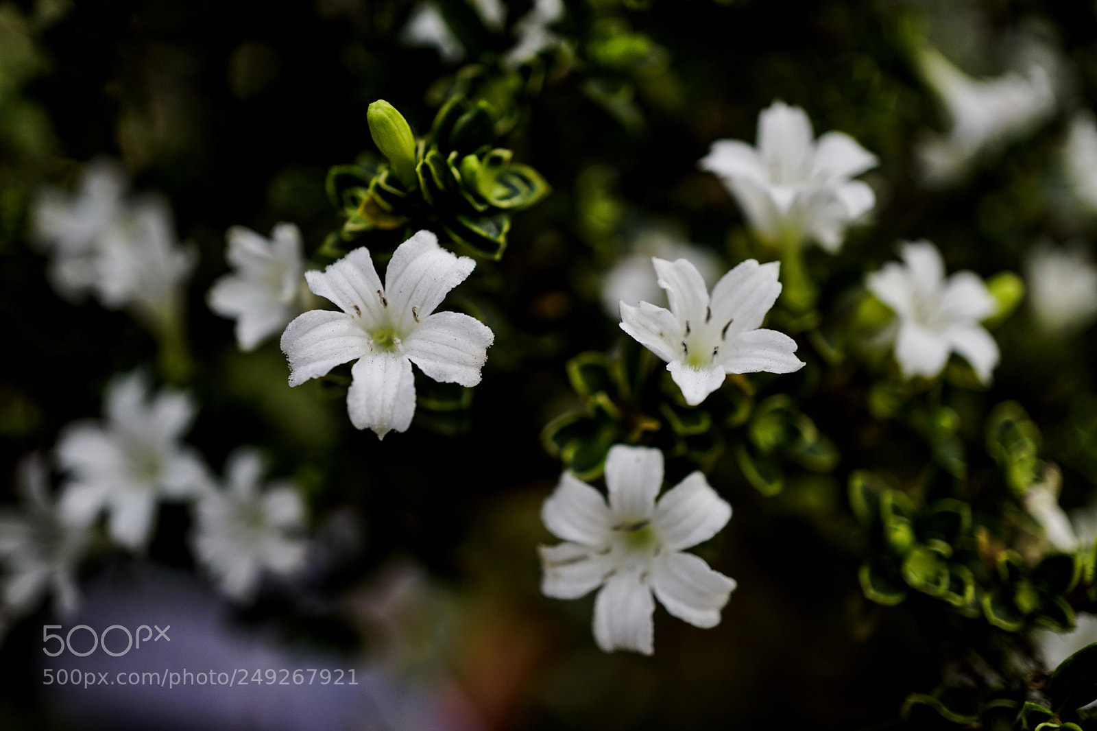 Sony a6000 sample photo. B ch tuy t photography