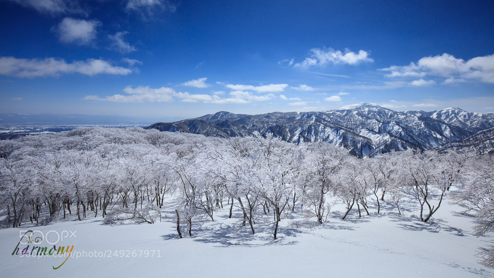 Canon EOS 5DS sample photo. Frost forest on the photography
