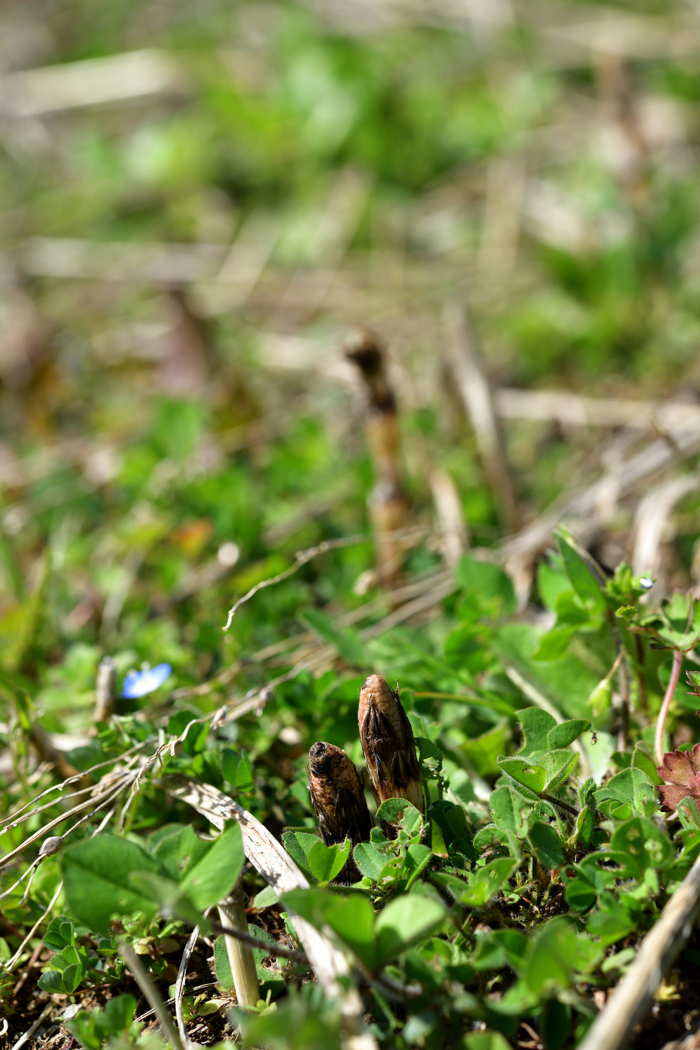 Nikon AF-S Micro-Nikkor 60mm F2.8G ED sample photo. Spring has come photography