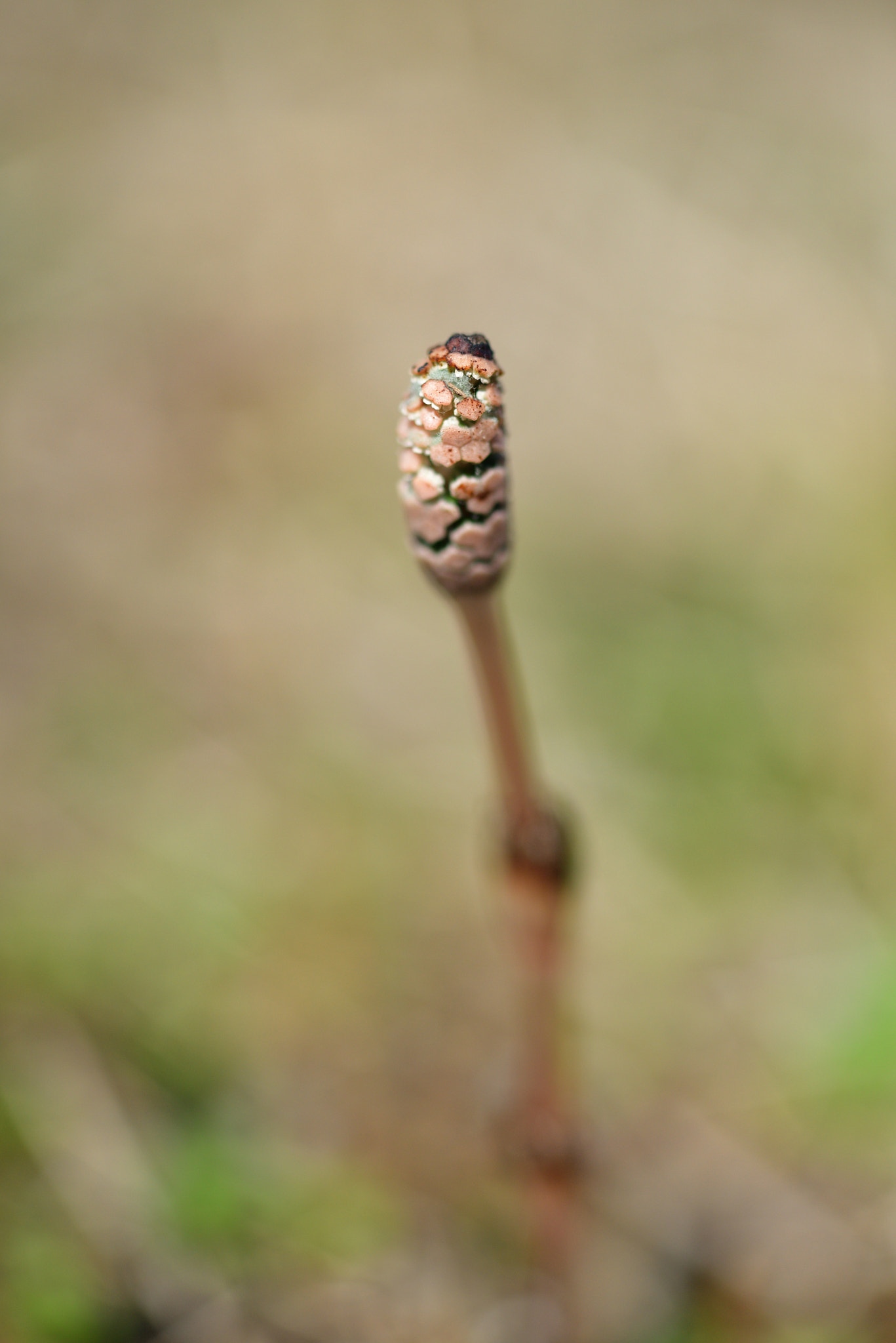 Nikon AF-S Micro-Nikkor 60mm F2.8G ED sample photo. Field horsetail photography