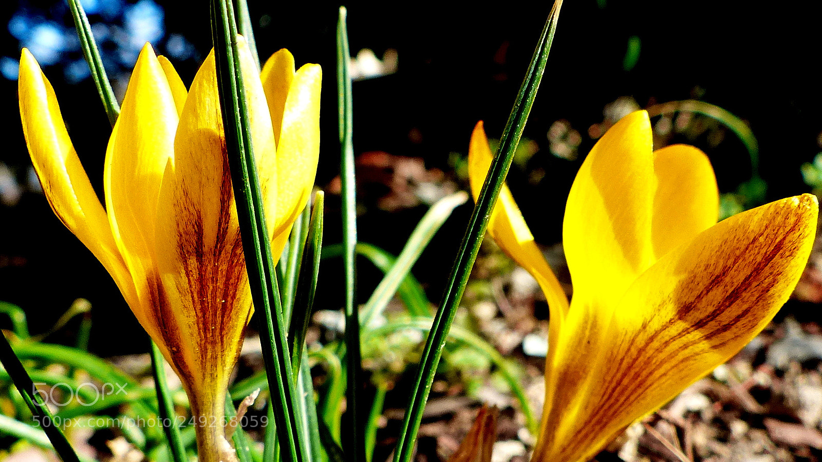 Panasonic Lumix DMC-FZ200 sample photo. Crocuses. photography