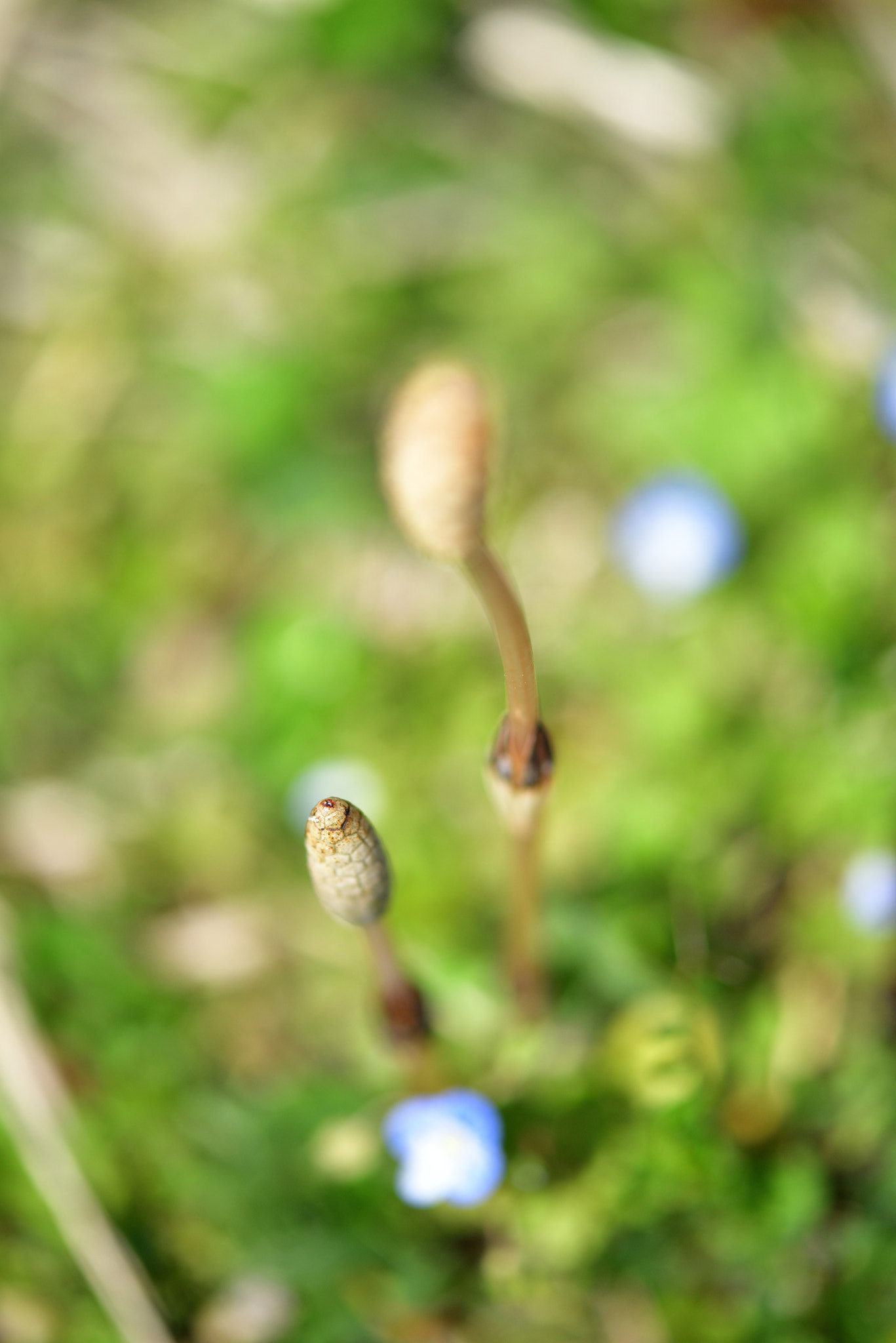 Nikon AF-S Micro-Nikkor 60mm F2.8G ED sample photo. Spring field photography