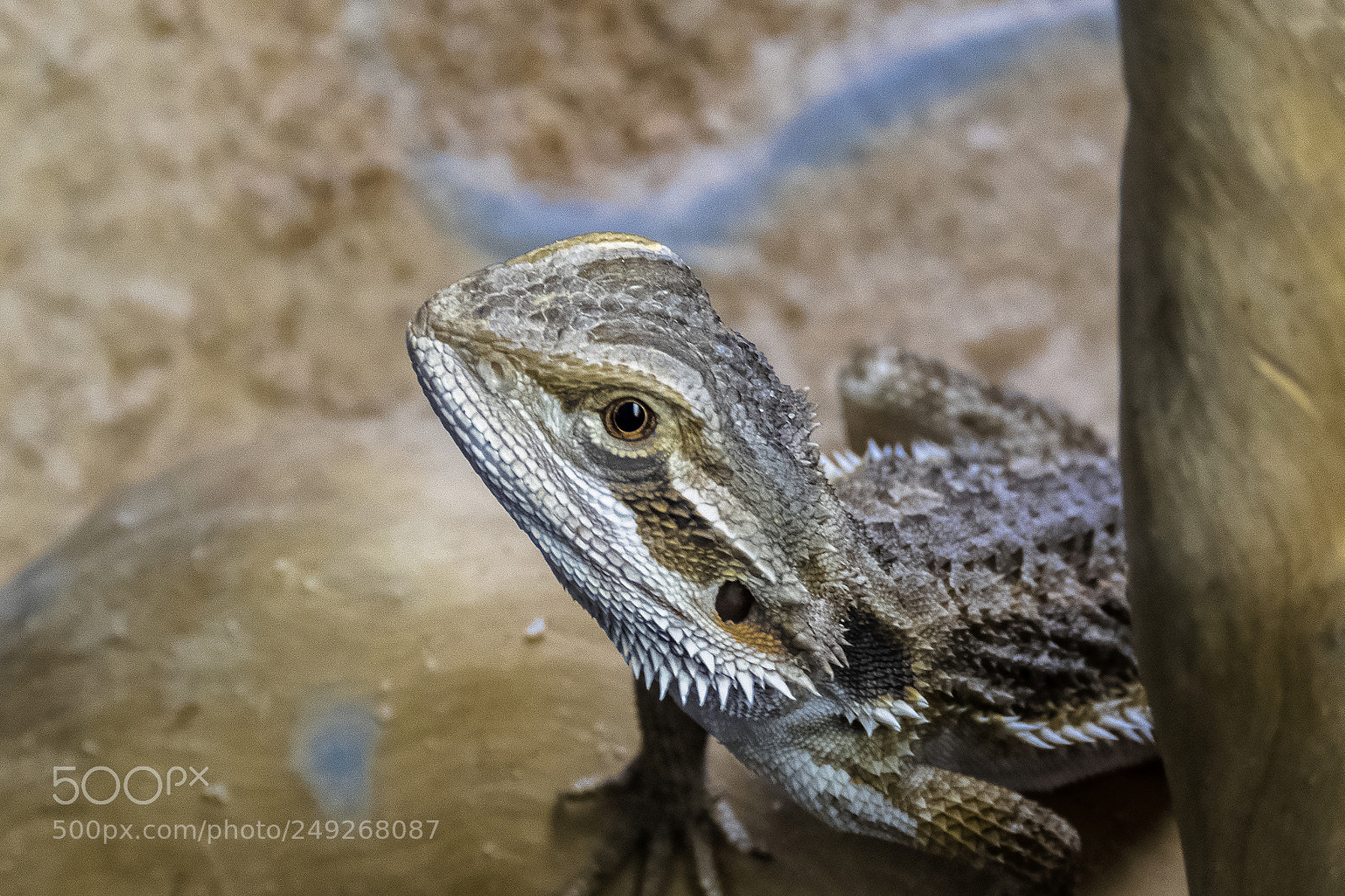 Canon PowerShot SX60 HS sample photo. Dragón barbudo photography
