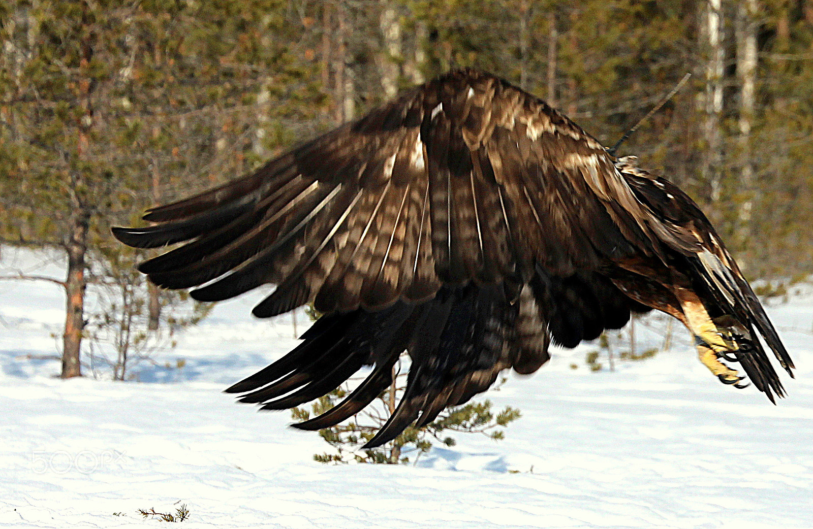Canon EOS 700D (EOS Rebel T5i / EOS Kiss X7i) sample photo. The golden eagle shows that this is one way to fly.. photography