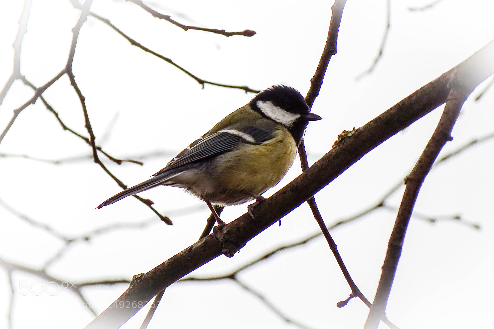 Sony Cyber-shot DSC-HX400V sample photo. Little bird photography