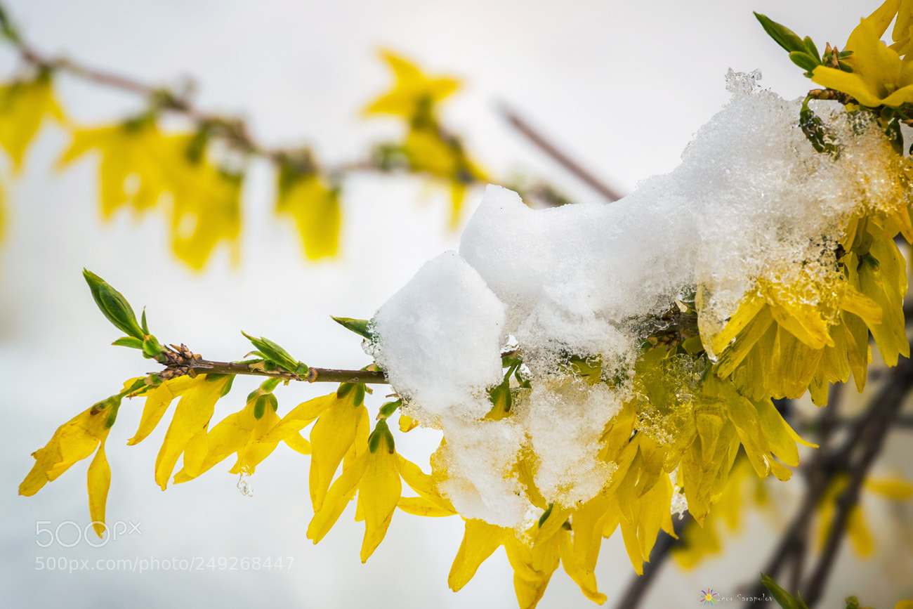 Canon EOS 60D sample photo. Spring story photography