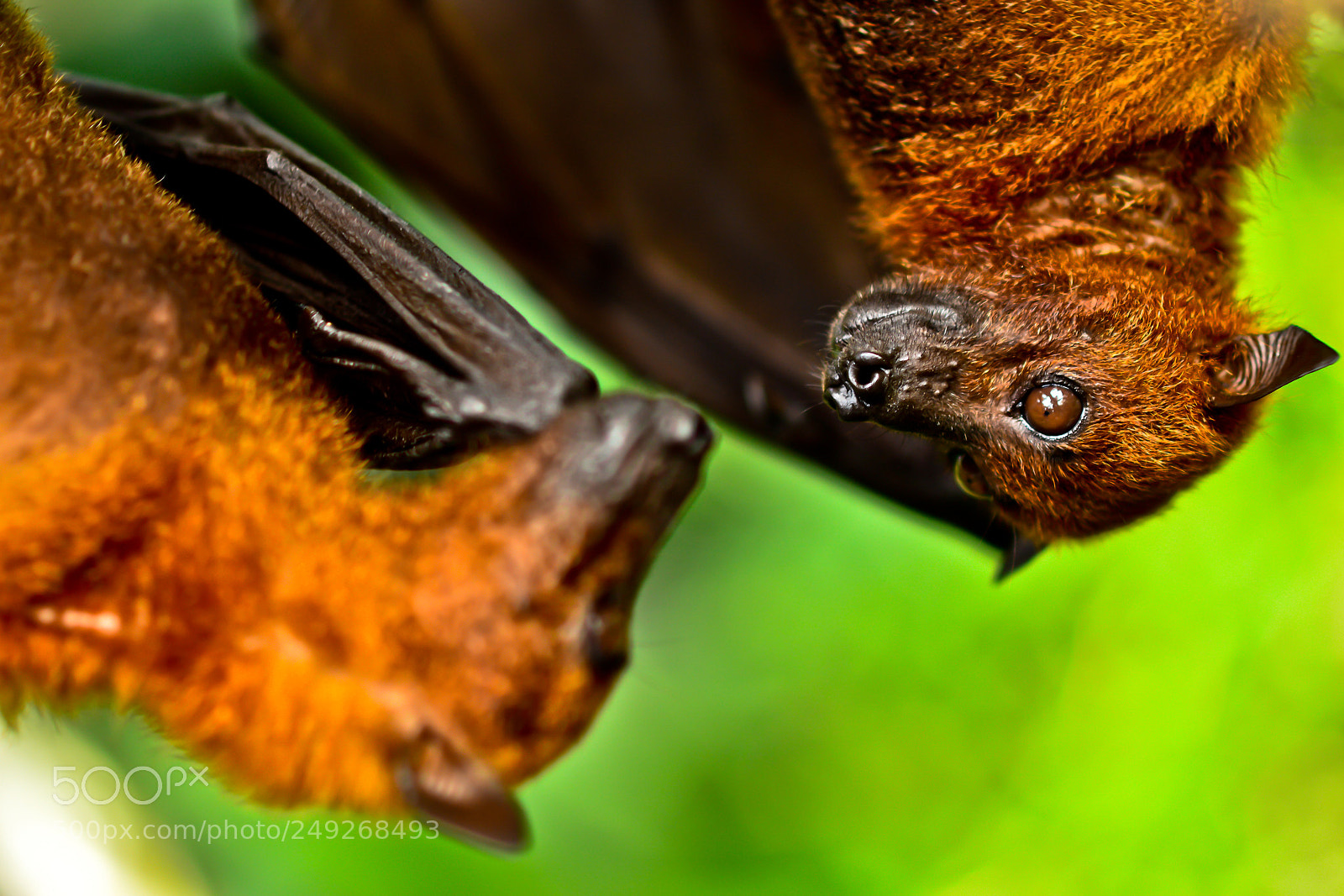 Nikon D3200 sample photo. Two bats hanging upside photography