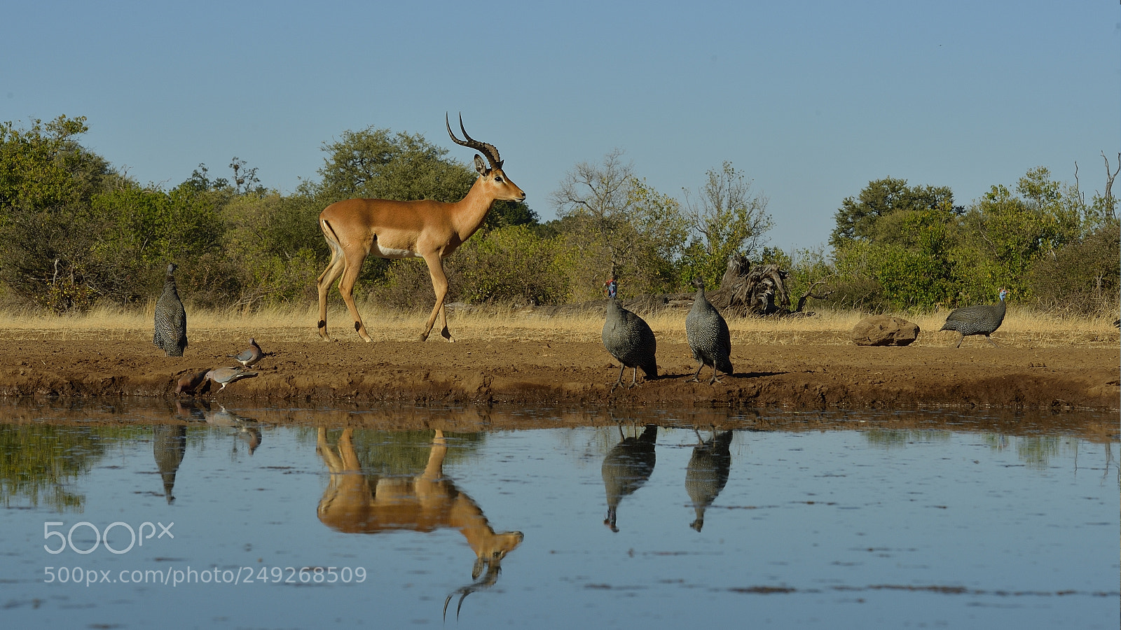 Nikon D4 sample photo. Impala reflection photography