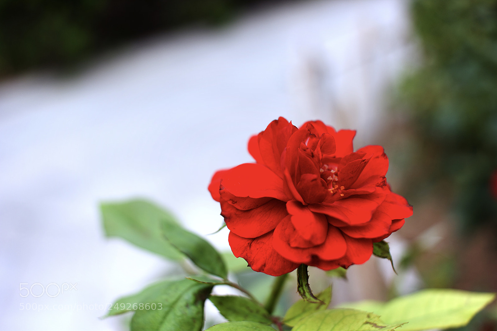 Canon EOS 60D sample photo. Unititle photography