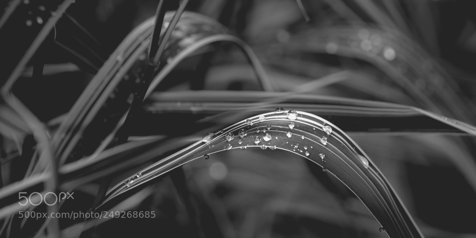 Nikon D810 sample photo. Patches of light vi photography