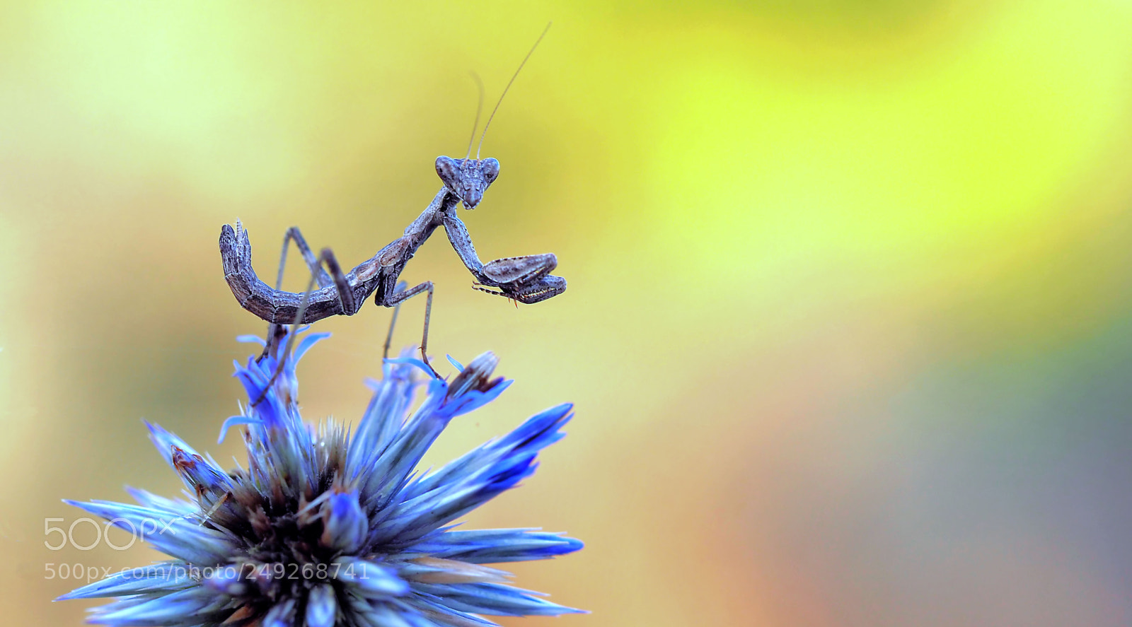 Olympus OM-D E-M5 II sample photo. Gentle or warrior... photography