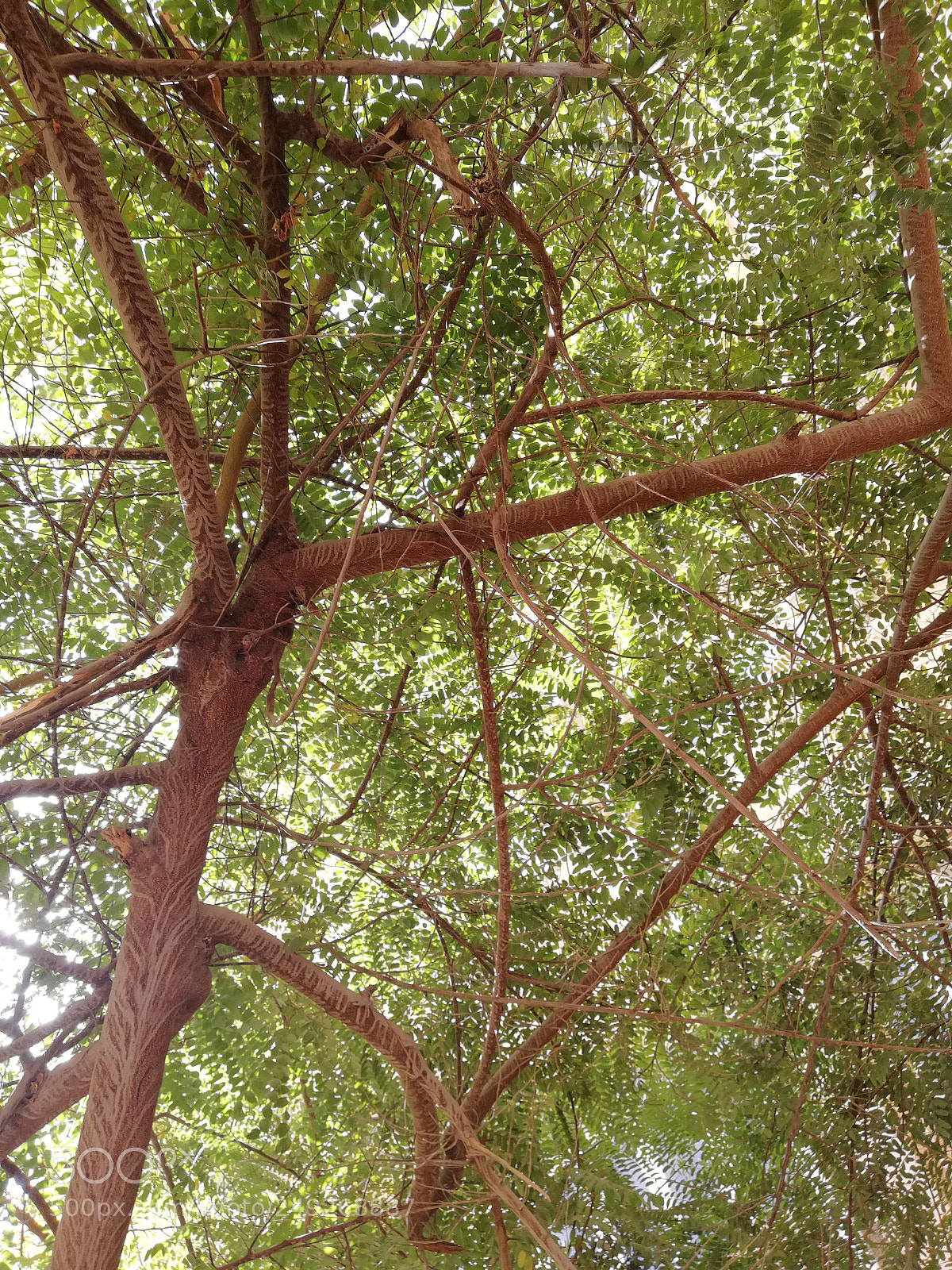 HUAWEI Mate 10 Lite sample photo. Tree in my college ??☘️ photography