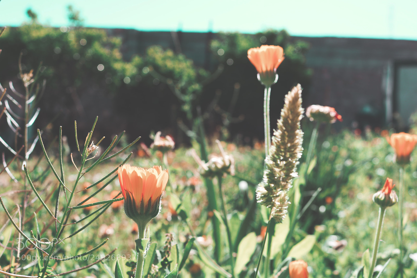 Canon EOS 750D (EOS Rebel T6i / EOS Kiss X8i) sample photo. Flowers in the garden photography